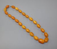 A single strand graduated oval amber bead necklace, gross weight 43 grams, 48cm.