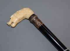 A walking cane with carved ivory dog's head handle and white metal collar, 89cm.