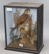 A taxidermic common kestrel