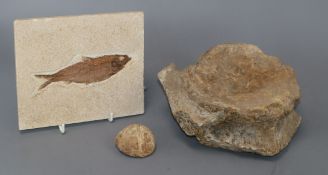 A mammal fossil vertebrae, a Wyoming fossil fish and a fossil anemone