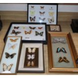 Six cased or framed butterfly specimens, mostly non-European