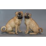 Two 19th century Meissen pugs tallest 24cm (one a.f.)