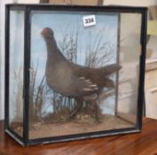 A Victorian taxidermied moorhen, cased