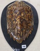 A tortoiseshell carapace