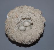 A Bristol porcelain model of a bird's nest, modelled by Edward Raby for Pountney & Co, left in the