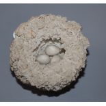 A Bristol porcelain model of a bird's nest, modelled by Edward Raby for Pountney & Co, left in the