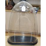 An oval glass dome and stand height 42cm