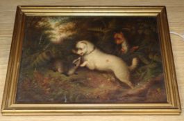 Manner of George Armfield (1808-1893), terriers attacking a badger, oil on canvas, 24 x 34cm