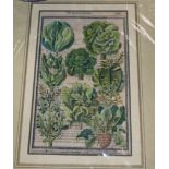 A 17th century hand coloured engraving of cabbages, 29 x 17cm, unframed