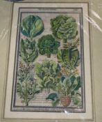 A 17th century hand coloured engraving of cabbages, 29 x 17cm, unframed