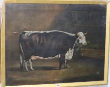 19th century English School, oil on canvas, Naive study of a prize cow in a stable, 68 x 88cm