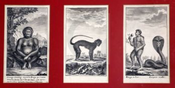 18th century French Schoolthree monochrome watercoloursJavanese fauna; Singe de Java, Serpent coette
