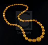 A single strand graduated oval amber bead necklace, gross weight 104 grams, 86cm.