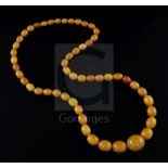 A single strand graduated oval amber bead necklace, gross weight 104 grams, 86cm.