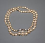 A single strand graduated cultured pearl necklace, with diamond set 9ct white gold clasp, 42cm.