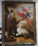 Nicholas Pace after Hondecoeter, oil on canvas, Study of parrots, 90 x 70cm.