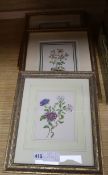 Italian School, pair of watercolours, Botanical studies, and another similar but probably English