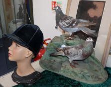 A taxidermic group of two wood pigeons, a mannequin female head and a riding hat
