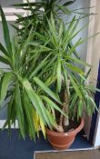 A large Yucca type plant Approx. H.250cm