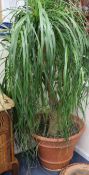 A large palm type plant Approx. H.180cm