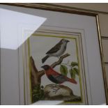 Francois-Nicholas Martinet (1760-1800), colour print, House Sparrow and Cape Cardinal, 23 x 20cm