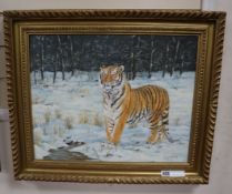 David stribbling, oil on canvas, Sumatran tiger, signed, 40 x 49cm