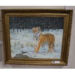 David stribbling, oil on canvas, Sumatran tiger, signed, 40 x 49cm