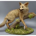 A taxidermic fox height 40cm