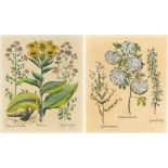 TWO HAND-COLOURED BOTANICAL PRINTS each 53cm x 45.5cm.