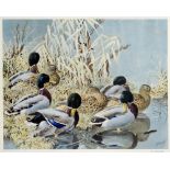 AFTER CHARLES FREDERICK TUNNICLIFFE At Low Tide and Mallards, colour prints, signed in pencil,