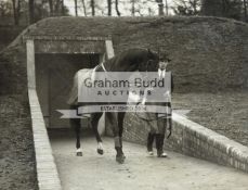 A rare b&w photograph of the great stallion Nearco being led out of his specially built underground