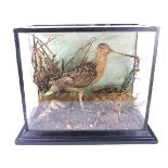 Taxidermy: A Victorian study of a snipe bird, late 19th century.