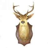 Taxidermy: A large eight pointed red stags head trophy.