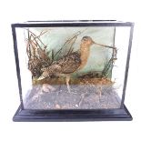 Taxidermy: A Victorian study of a snipe bird, late 19th century.