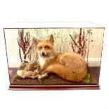 Taxidermy: A large study of a fox, 20th century.