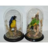 Two Victorian stuffed and mounted taxidermy models of exotic birds in glazed dome cases, 30cm