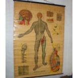 A W & A.K. Johnston anatomy poster of the Nervous System, offset lithograph, 130 x 95cm Condition