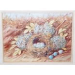 WILLIAM CRUIKSHANK Birds nest with eggs and convolvulus, signed, watercolour, 20 x 28cm and