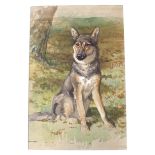 J MURRAY THOMSON RSA, RSW Alsatian, watercolour, 54 x 36cm and fifteen other sketches on paper and