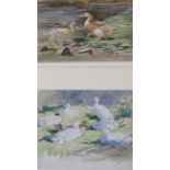 J MURRAY THOMSON Ducks various works on paper, pencil and watercolour, (29) and nine still life (38)