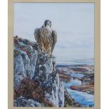 M L UPTON Peregrine falcon, signed, watercolour, 33 x 25cm Condition Report: Available upon request