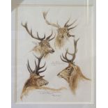 KEITH BROCKIE Stag studies, signed, watercolour, dated 1999, 50 x 38cm Condition Report: Available