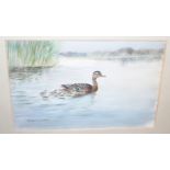 ROLAND GREEN Drake with ducklings, signed, watercolour, 18 x 28cm Condition Report: Available upon