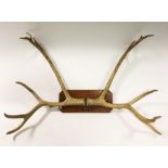 A pair of Père David stag antlers, 8 point, mounted on an oak plaque
