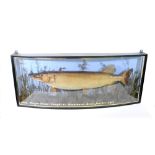 Taxidermy: A cased pike, 20th century