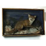 An Edwardian cased taxidermy group of a fox and its prey.