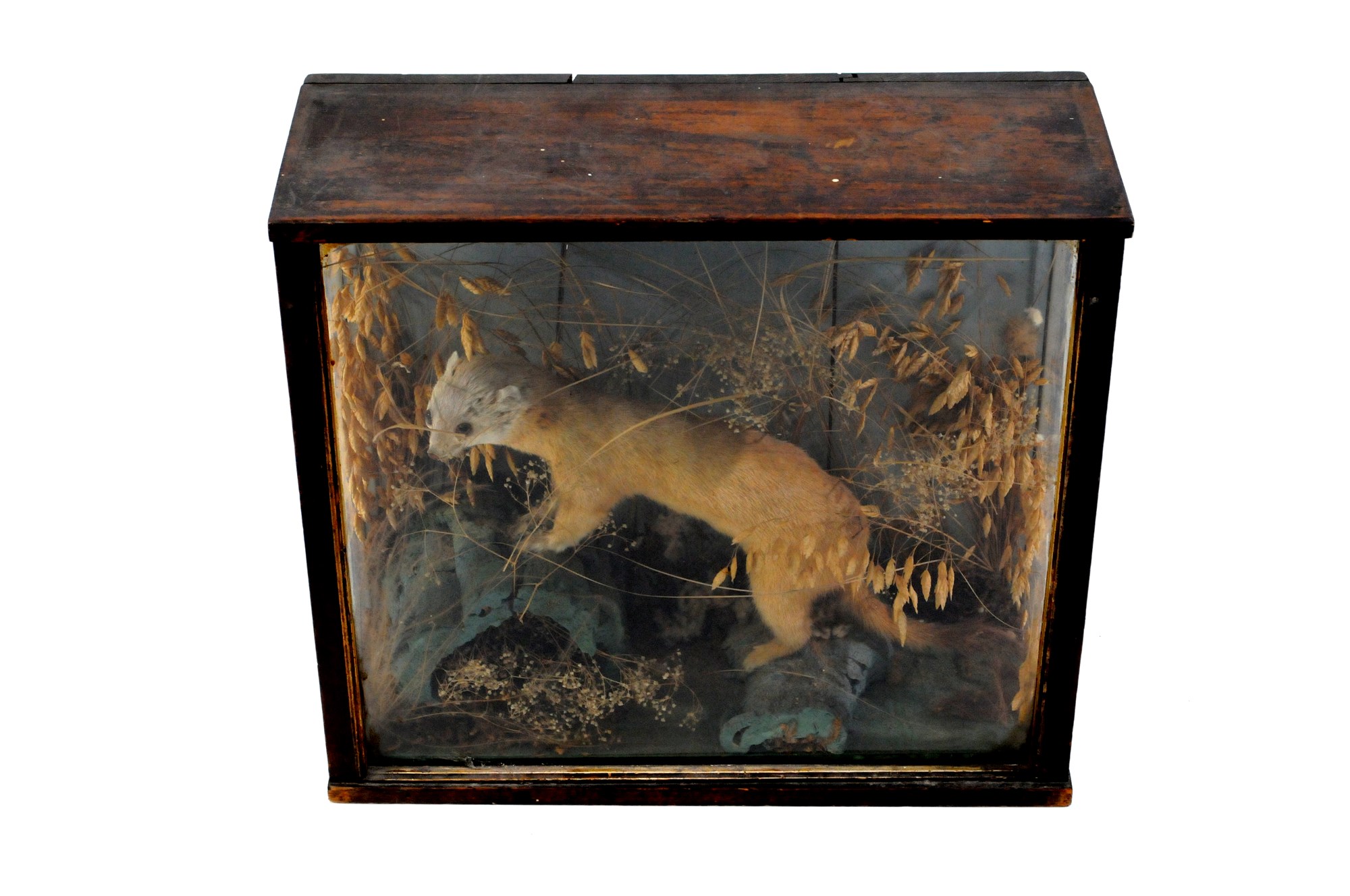 Taxidermy: A Victorian cased stoat