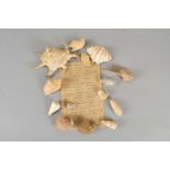 A Victorian collection of sea shells with a hand-written list.