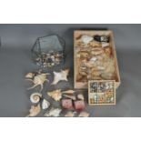 A very large and impressive collection of sea shells and associated display pieces