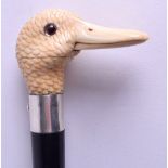 A RARE LATE VICTORIAN/EDWARDIAN CARVED IVORY AND SILVER WALKING CANE in the form of a ducks head,